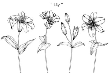 Sketch Floral Botany Collection. Lily flower drawings. Black and white with line art on white backgrounds. Hand Drawn Botanical Illustrations.Vector.