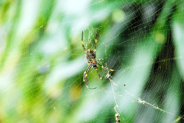 Spider on web 