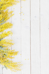 mimosa on white wooden background