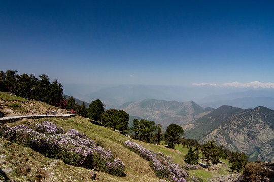 Lush green medows near Chopta,Uttarakhand,India