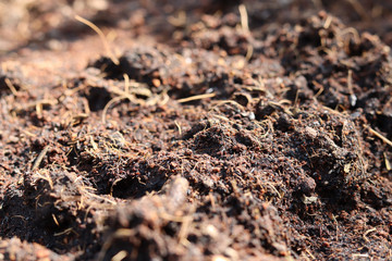 Close up fertile soil for texture background. Gardening or planting concept.