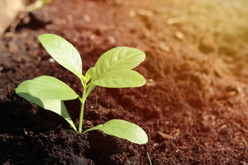 Small plant growing from the fertile soil. In Sunlight.