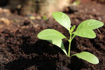 Small plant growing from the fertile soil.