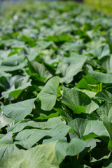 サツマイモの葉っぱ