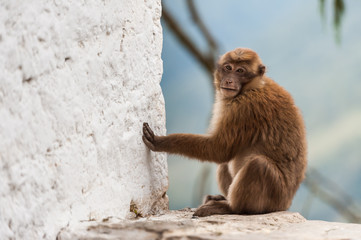 Wild monkey looking at camera