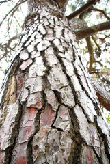 A squirrel on a tree climbing to play