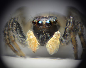 araña saltarina