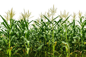 Obraz premium Corn plantation at harvest