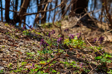 Purple corydalis flowers in forest at spring