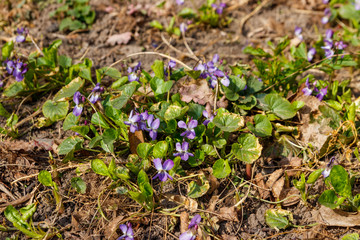 Wild violets on a meadow at spring
