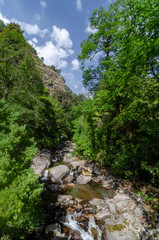 Beautiful Stream and forest near Chopta,Uttarakhand,India