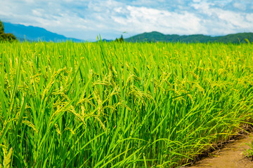 Obraz premium 青々とした稲穂