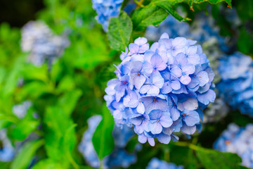 Blue hydrangea flowers after rainy day, Nara, Japan