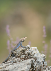Himalayan Rock Agama seen near Chopta,Uttarakhand,India