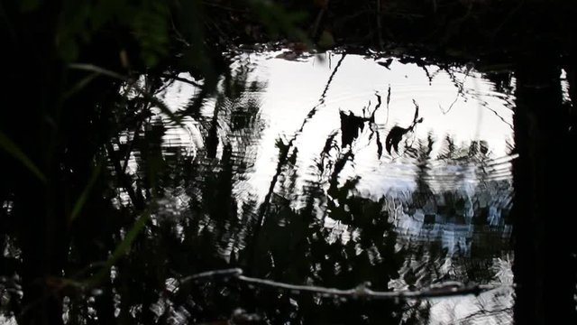 Reflection Of Water Skippers On A Creek Slow Motion 10 Second Video