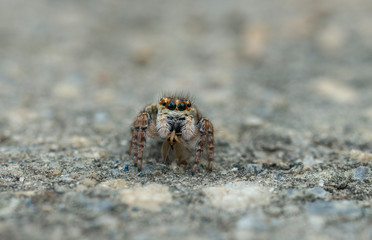 Jumping Spider with Kill at Uttarakhand,India