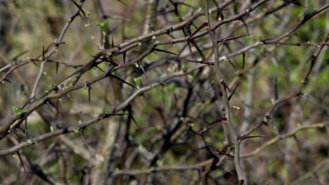 Closeup of a hawthorn branch, with more branches blurred in the background