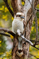 Laughing Kookaburra perched in a tree with wattle in the background
