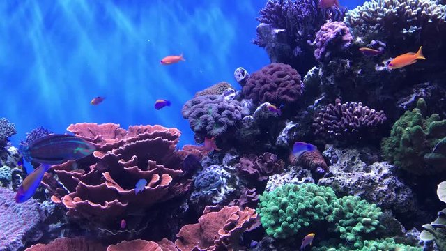 Tropical fish aquarium video full of life and movement. Almost 30 seconds of continuous footage in HD quality.