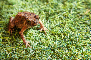 a frog on a green lawn, a place for printing