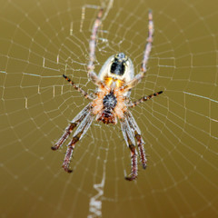 An Orb Weaver spider in its web
