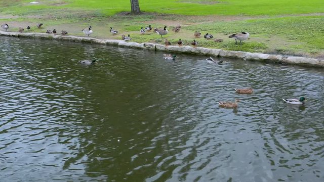 Ducks and geese swimming in a small lake located at a local city park.