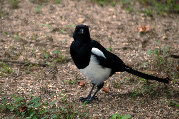 Magpies at Sunyudo Park