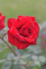 red rose in garden