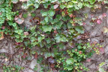 Old Stone Walls and Ivy Walls