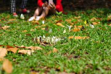 A group of butterflies in beautiful nature thailand