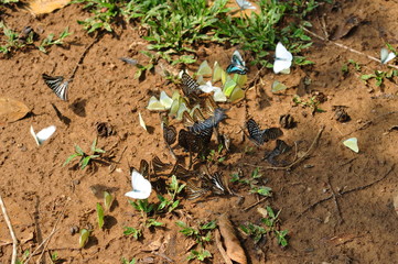 A group of butterflies in beautiful nature thailand