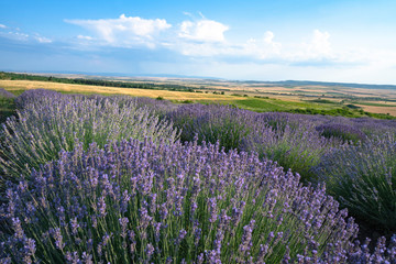 Fototapeta na wymiar Blooming lavender field in the Alazani Valley, Kakheti, Georgia country. Summer 2019