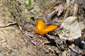 A group of butterflies in beautiful nature thailand