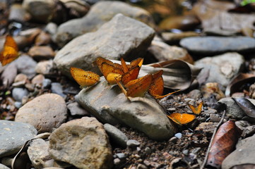 A group of butterflies in beautiful nature thailand
