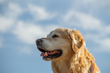 Portrait eines Golden Retrievers unter freiem Himmel 