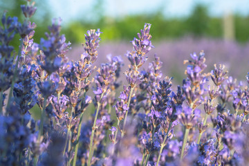 Blooming lavender field in the Alazani Valley, Kakheti, Georgia country. Summer 2019
