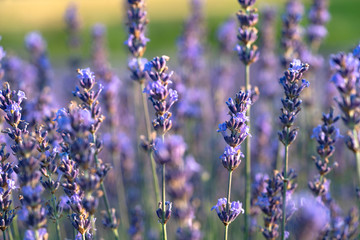 Blooming lavender field in the Alazani Valley, Kakheti, Georgia country. Summer 2019