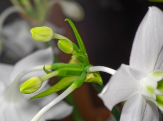 Obraz premium lily of the valley