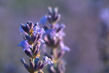 Blooming lavender field in the Alazani Valley, Kakheti, Georgia country. Summer 2019