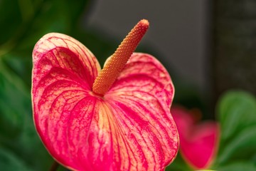 red hibiscus flower