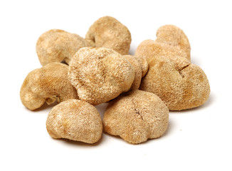 hericium erinaceus on white background