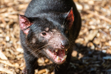 Tasmanian devil (Sarcophilus harrisii)