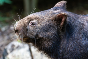 Common wombat (Vombatus ursinus) in Australia.