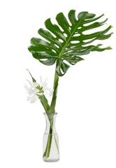 Crédence de cuisine en verre imprimé Monstera Feuilles de Monstera sur vase en céramique, La vigne tropicale à feuilles persistantes, Feuille verte sur pot, La plante à feuillage tropical.