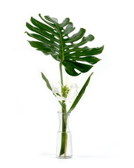 Monstera leaves on Ceramic vase, The tropical evergreen vine, Green leaf on jar, The tropical foliage plant.