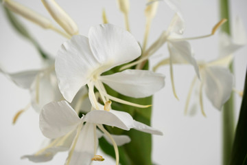 Obraz premium Monstera leaves on Ceramic vase, The tropical evergreen vine, Green leaf on jar, The tropical foliage plant.