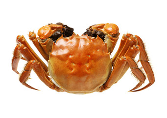 Cooked crab isolated in white background
