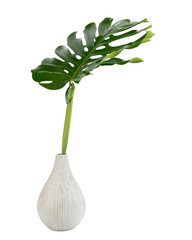 Monstera leaves on Ceramic vase, The tropical evergreen vine, Green leaf on jar, The tropical foliage plant.
