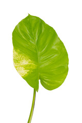 Monstera leaves Isolate on white background, The tropical evergreen vine, Green leaf, The tropical foliage plant.