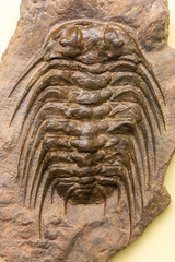 Trilobite fossil (Selenopeltis) © Alizada Images